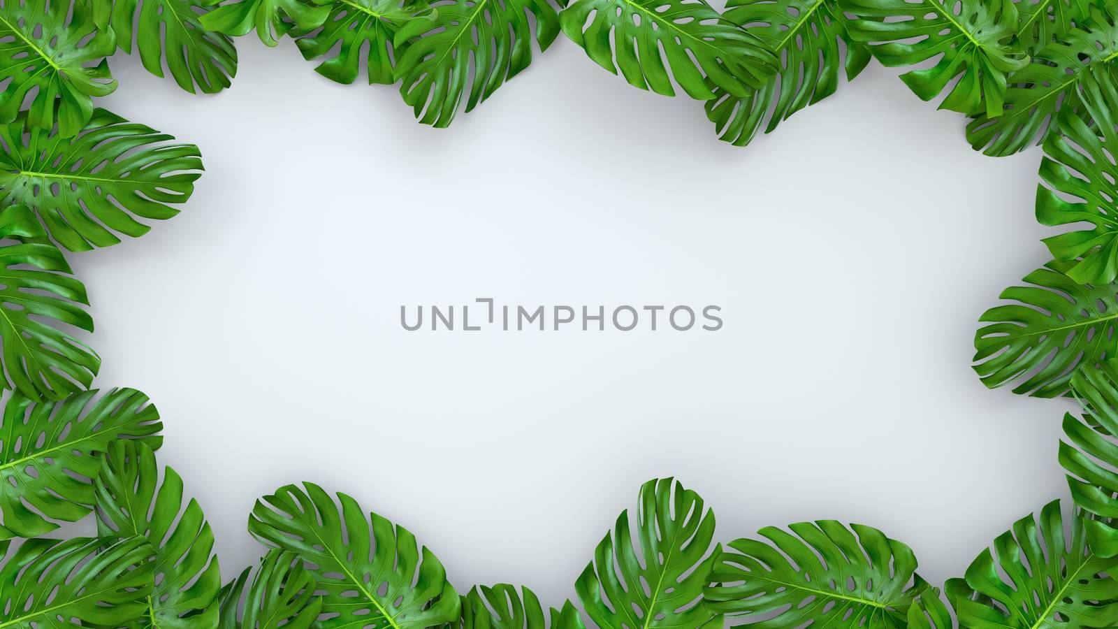 3D render of realistic Monstera leaves on white background for cosmetic ad or fashion illustration. Tropical frame exotic banana palm. Sale banner design.