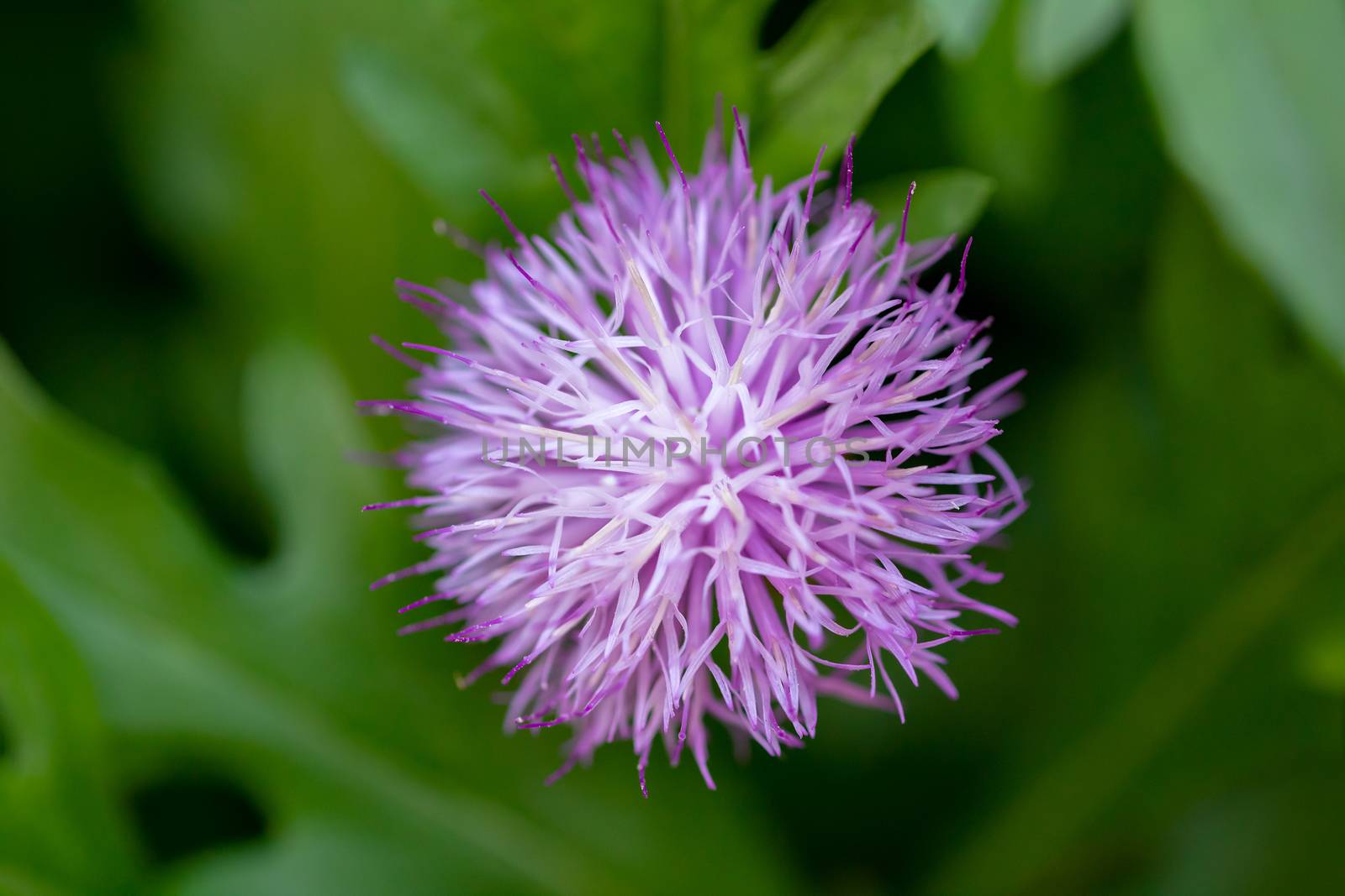 Purple flowers of the Spear Thistle. by Anelik