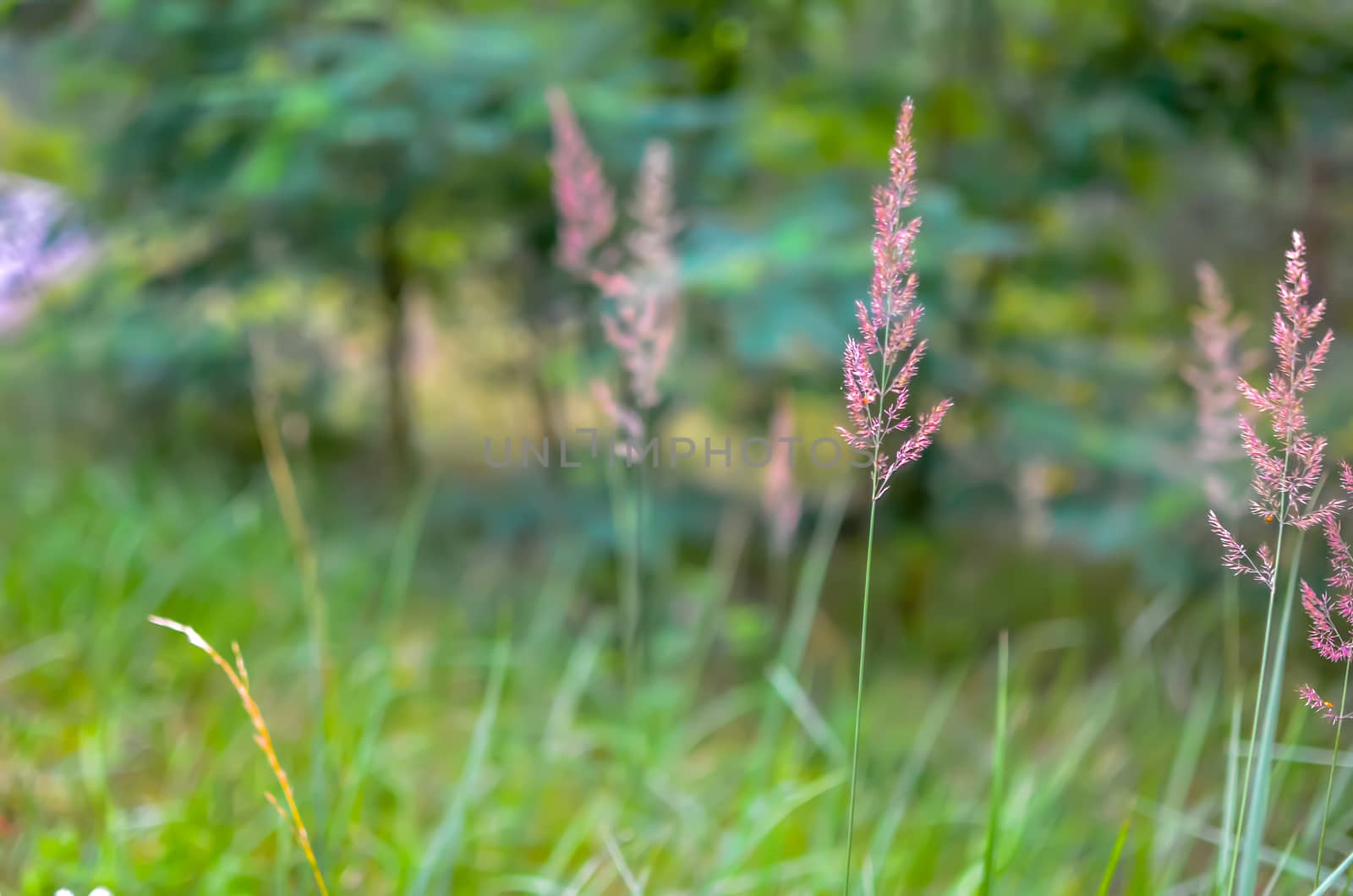 Wild grass with spikelets smoothly swinging in wind by kimbo-bo