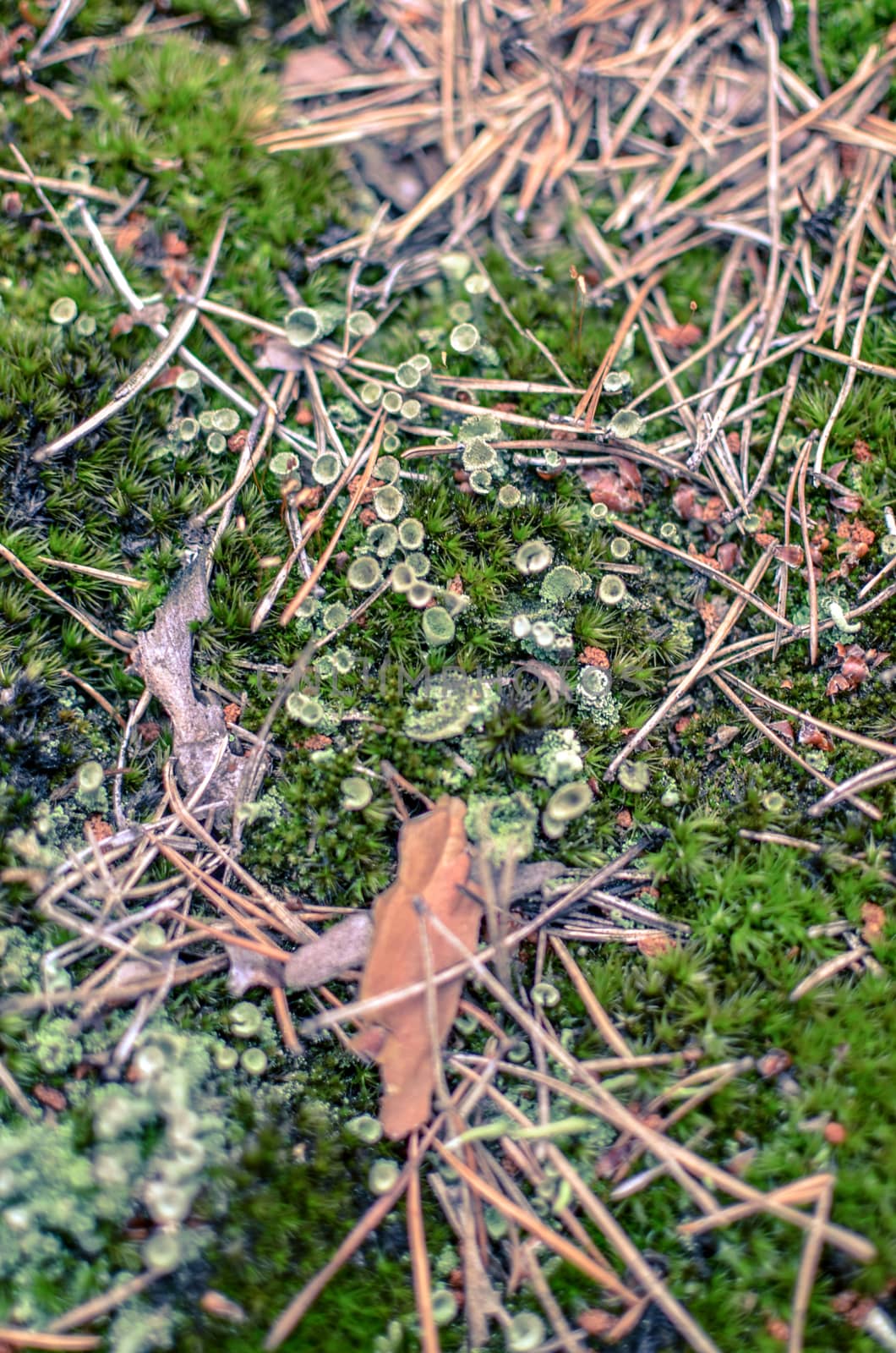 Background of the grass, bumps and a lot of moss