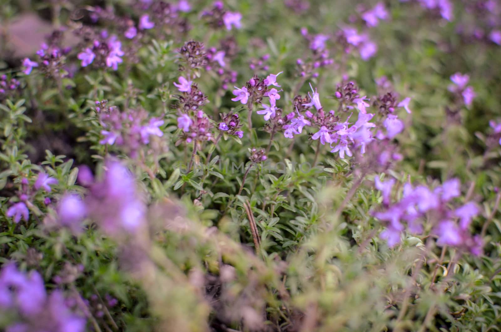 Spring purple flowers of Thyme in forest. Soft focus by kimbo-bo