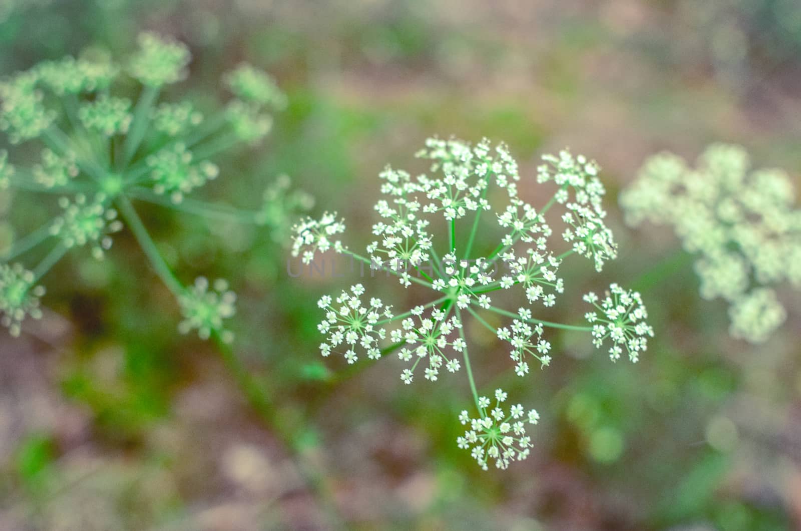 Hemlock branch with tiny white flowers in the spring with a foliage background. Conium maculatum, poison hemlock, poison parsley, spotted corobane, spotted hemlock, poison hemlock