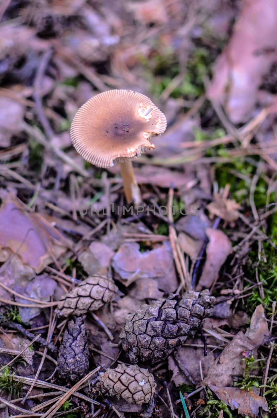 Forest edible mushrooms grow in a pine forest. Forest edible mushrooms closeup with bumps and needles