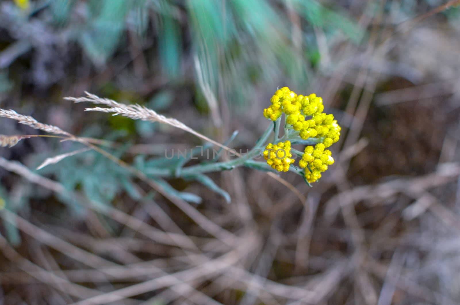 Yellow flowers of helichrysum arenarium immortelle on green blurry background