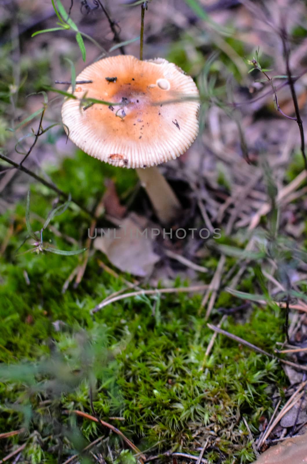 Forest edible mushrooms grow in a pine forest. Forest edible mushrooms closeup with bumps and needles