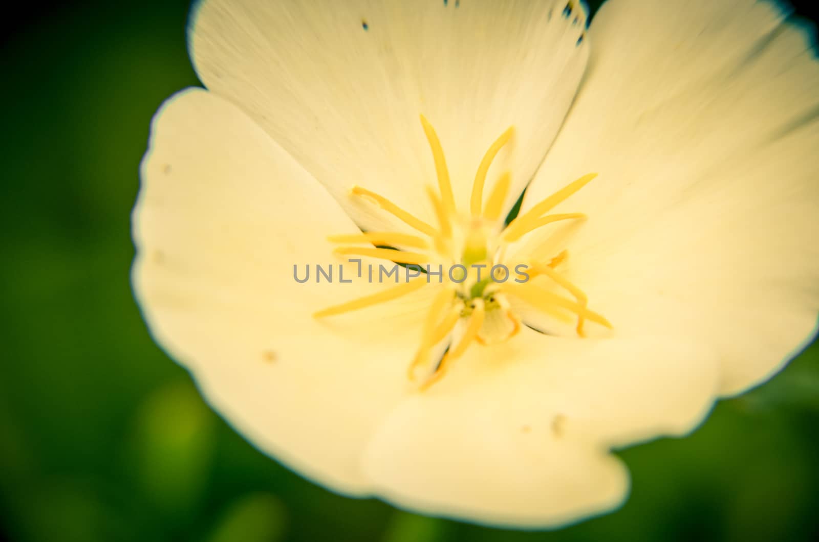 White eschscholzia on the meadow closeup with blured background by kimbo-bo