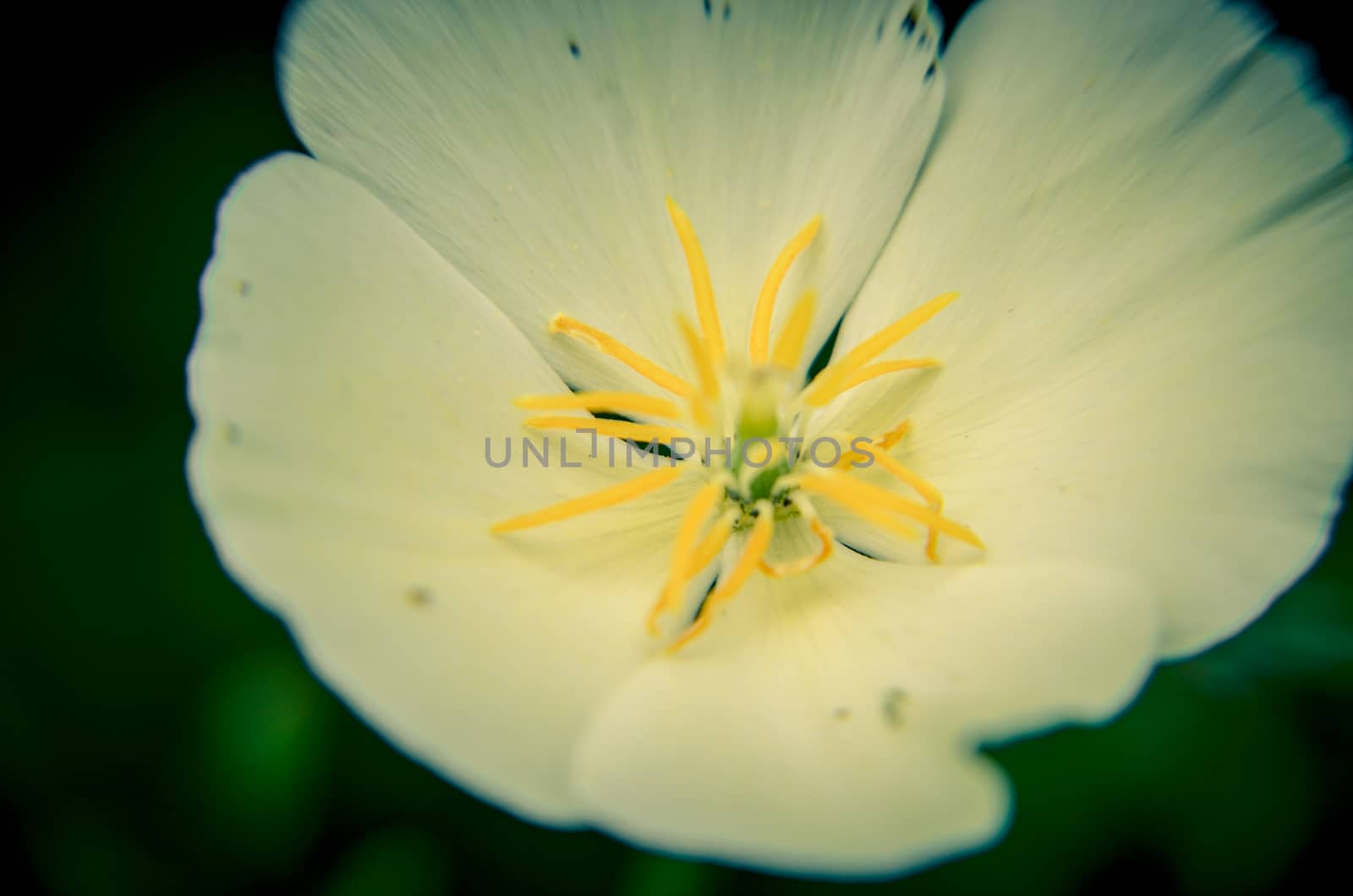 White eschscholzia on the meadow closeup with blured background by kimbo-bo