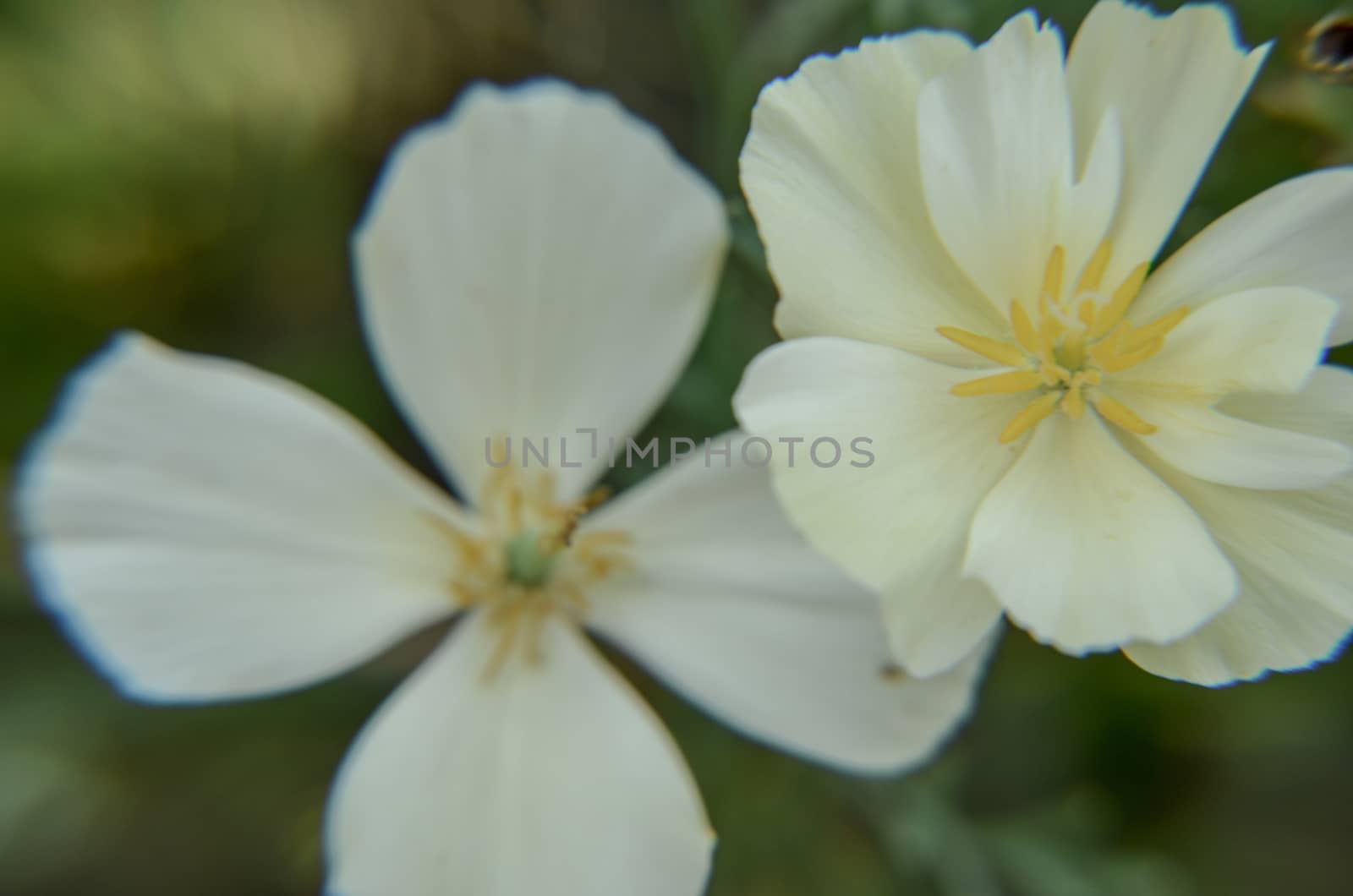 Two beige eschscholzia on the meadow closeup with blured background