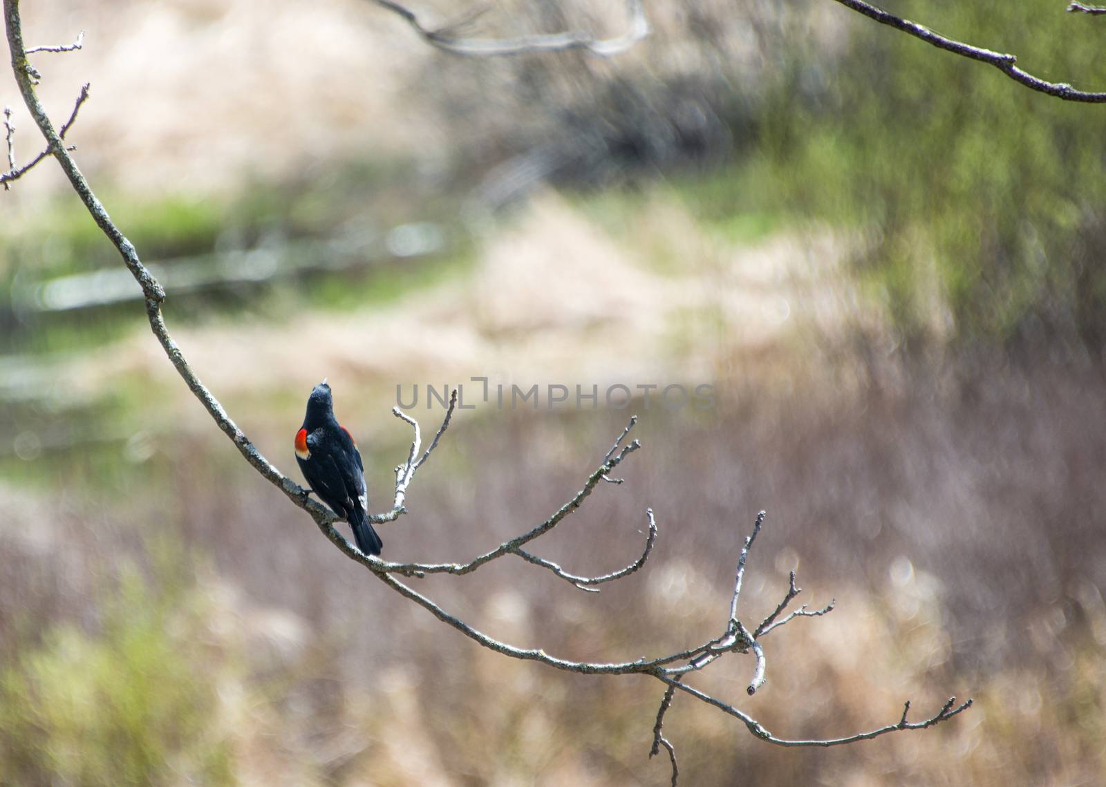 A bird sitting on a branch, as a harbinger of early spring by ben44