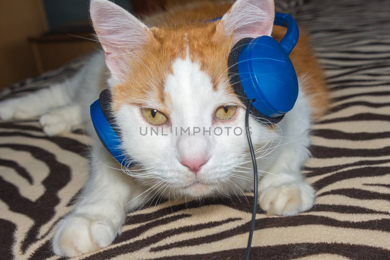 The cat, lying on the couch, alert when he heard the familiar sounds in the earpiece