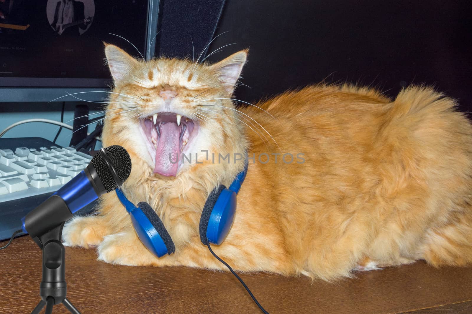 Cat sings in a microphone and headphones hang around your neck