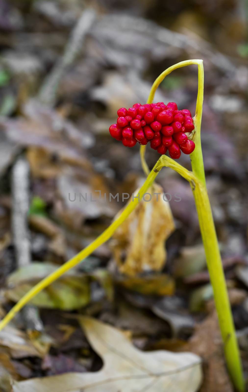 A ripe, red, seed pod is seen on a green dragon wildflower (Arisaema dracontium). The main plant is wilting in the autumn weather.