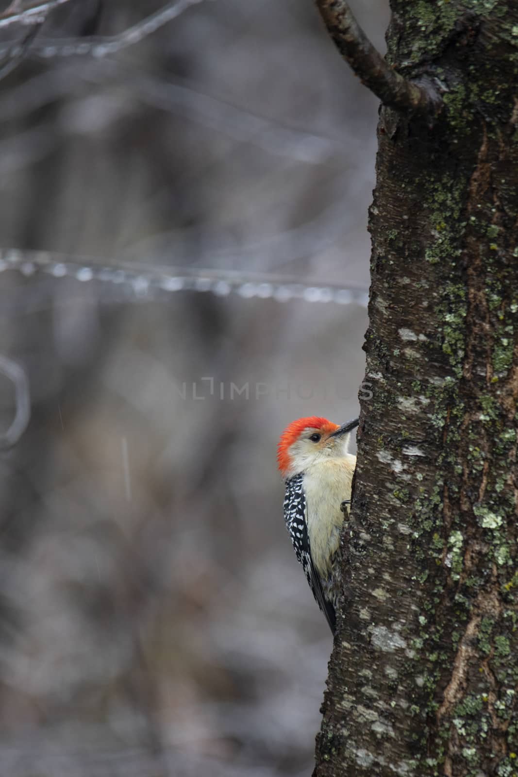 Red-bellied Male Woodpecker On Tree Trunk by CharlieFloyd