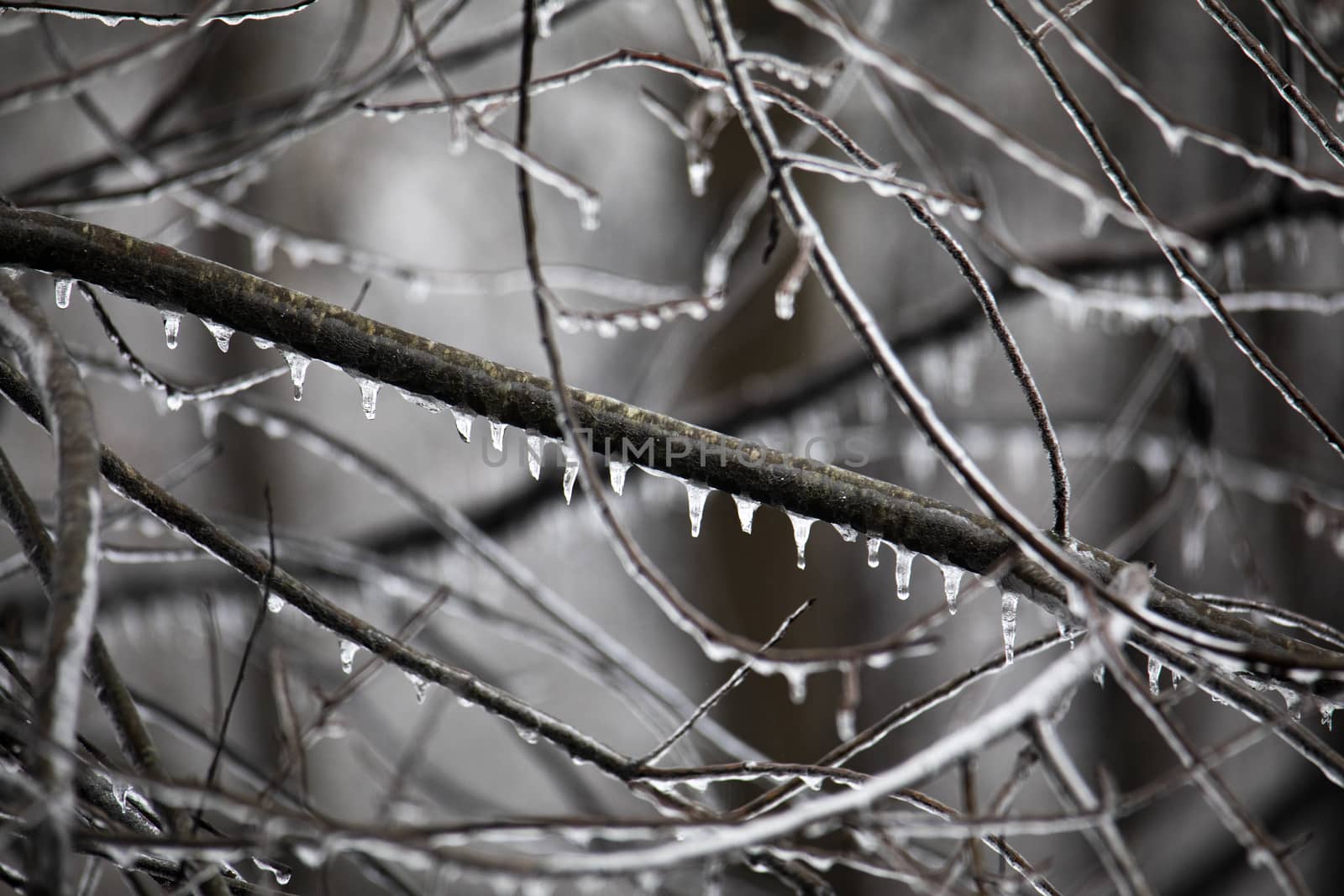 Woodland Limbs Dripping with Ice by CharlieFloyd