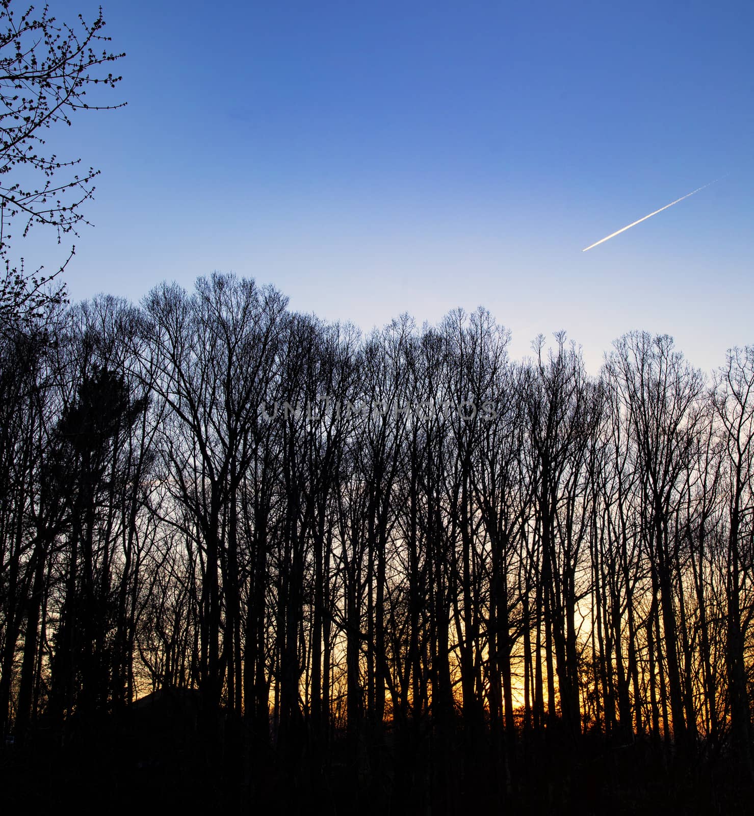 Jet airplane leaves a contrail as it flies into the sunset over a grove of hardwood trees.