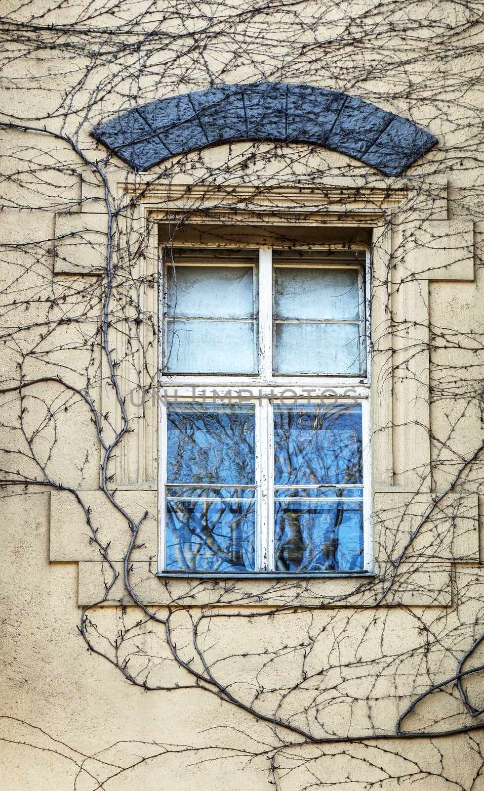 Window covered with dry ivy in winter