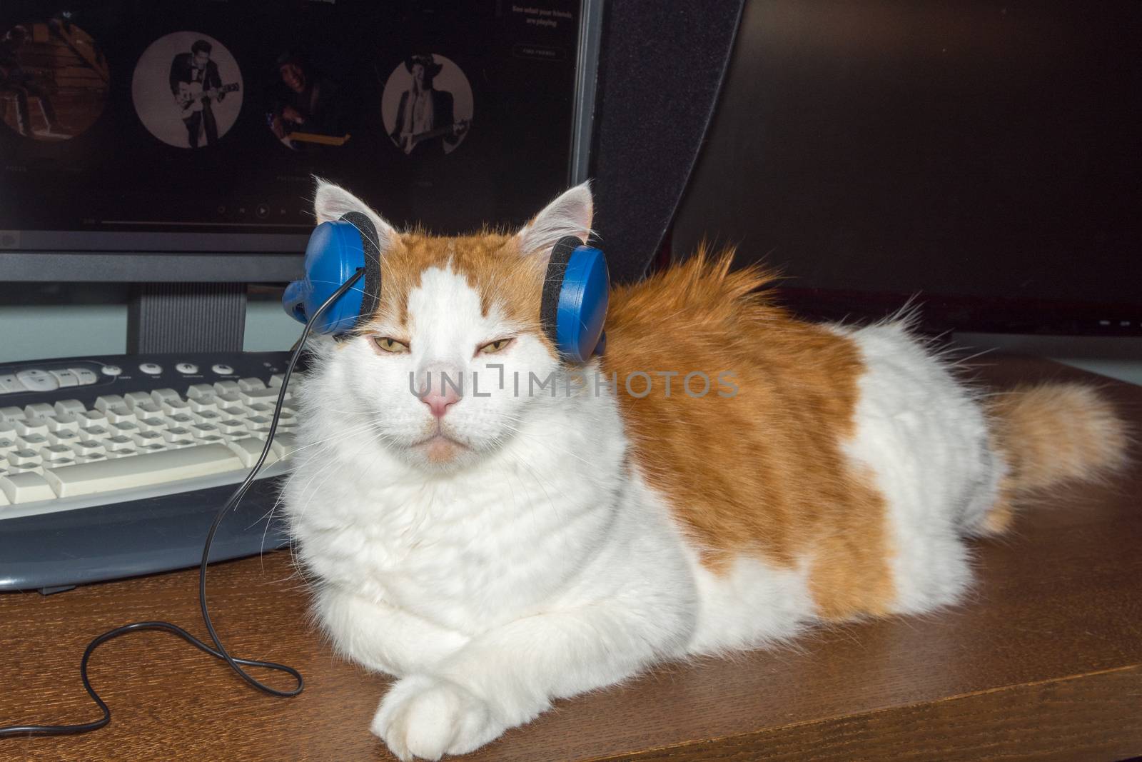 The cat listens to soft music with headphones that the master has dressed for him