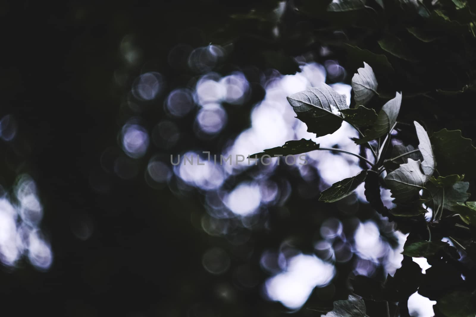 Tree branch full of green leaves over blurred bokeh background in Pamplona, Spain by mikelju