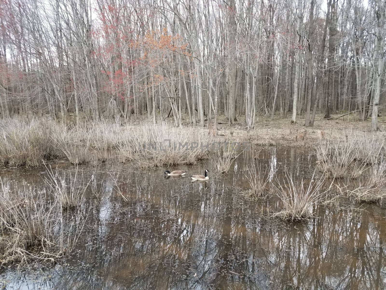 geese in water with plants and trees in wetland or swamp area