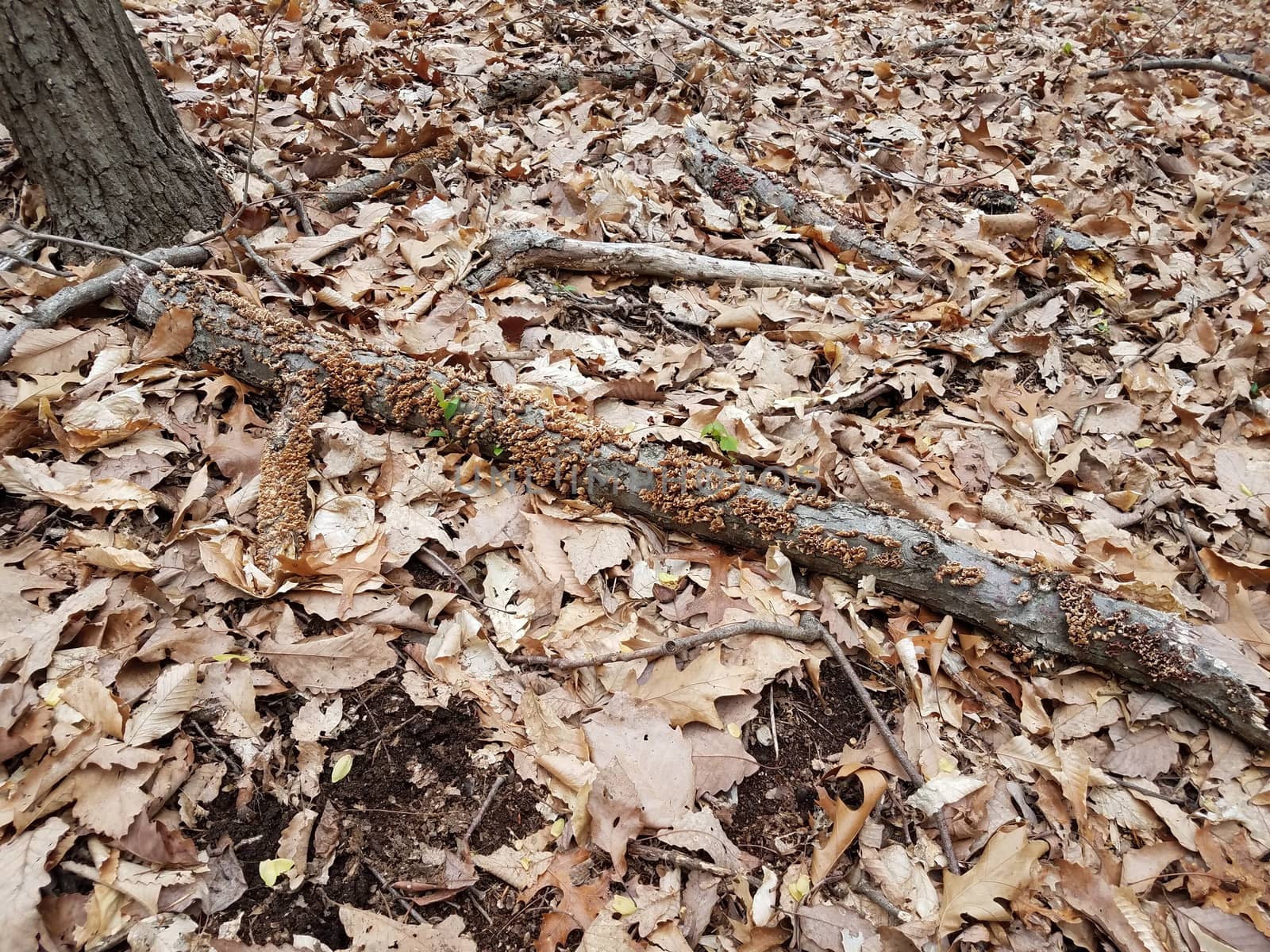 tree branch with brown fungus or mushrooms and brown fallen leaves