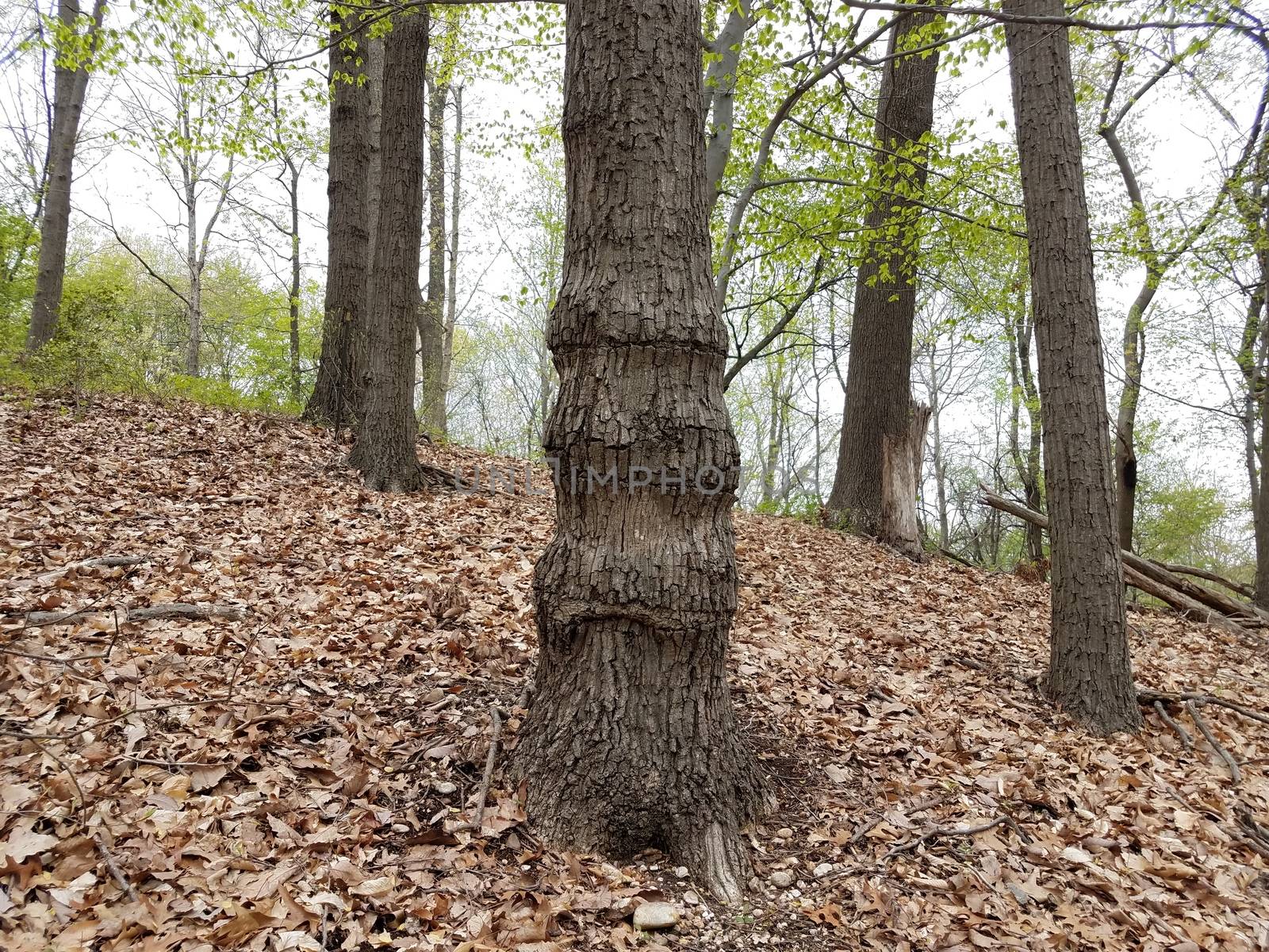 oddly shaped tree trunk from growing into fence with fallen brown leaves