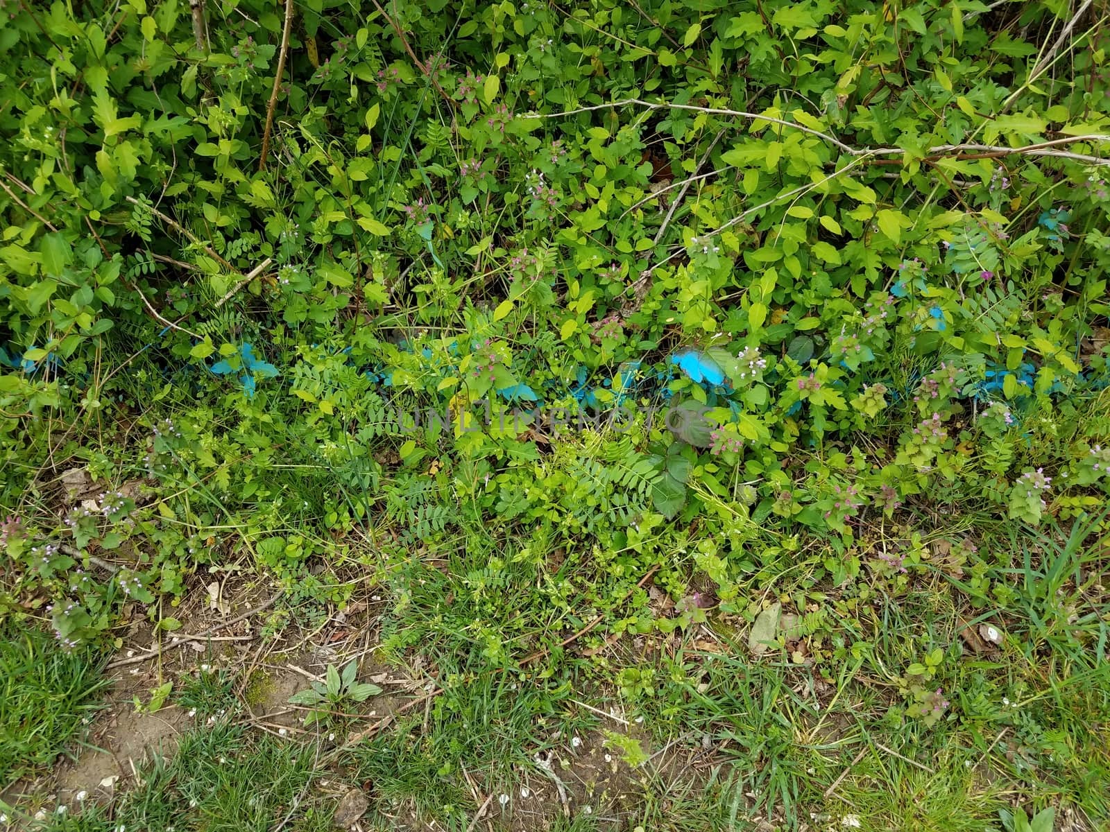 green plants with leaves and blue painted line outdoor