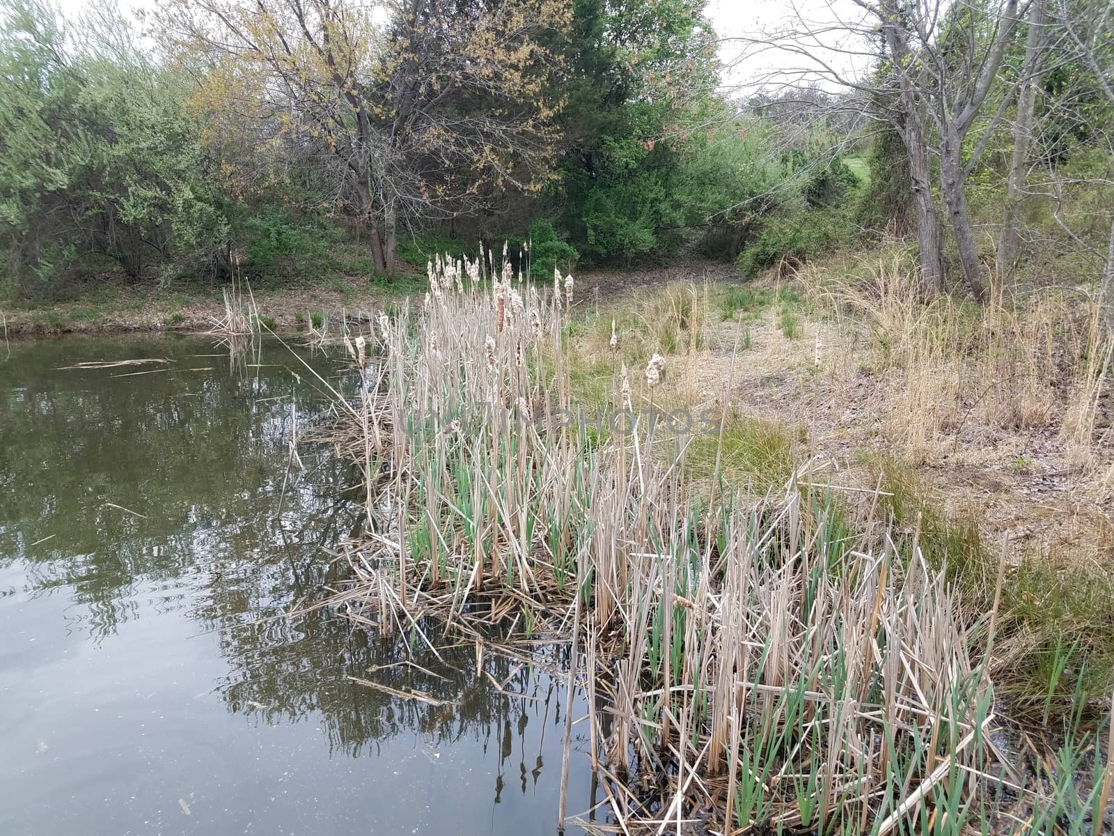 water and cat tails plants in lake or pond and trees