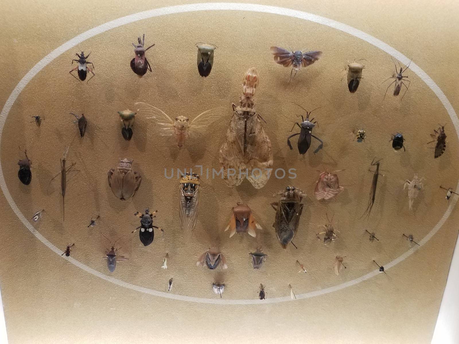 pinned cicada and other insects under glass by stockphotofan1