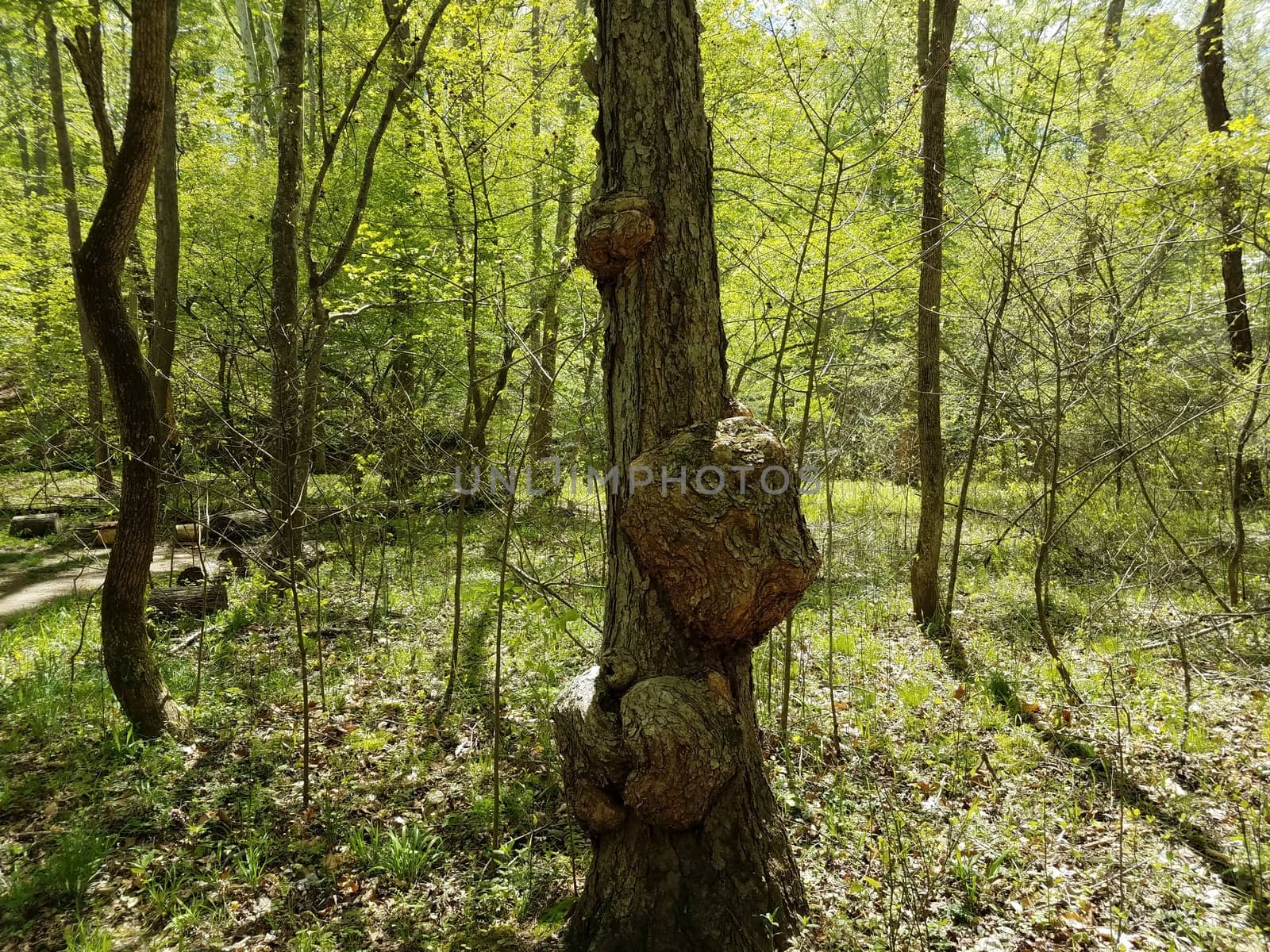 large bumps or knots on tree trunk in forest or woods