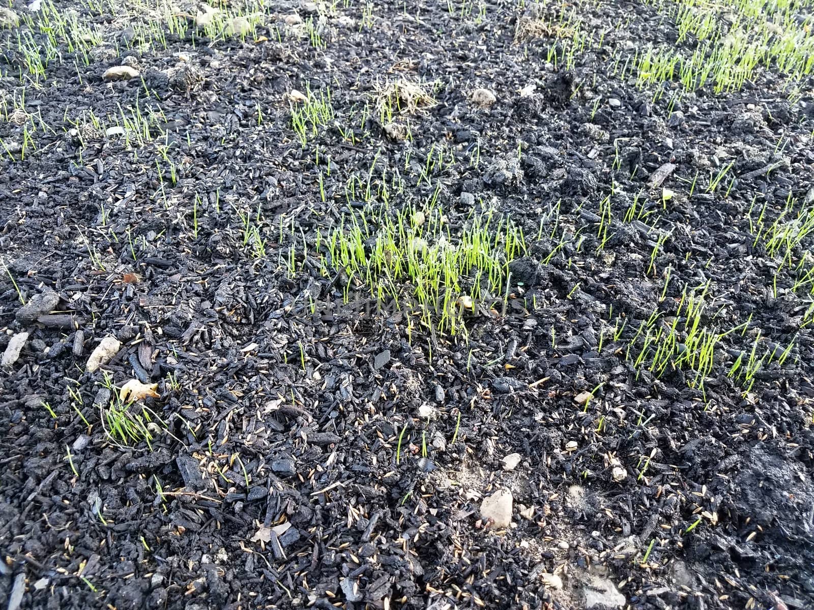 green grass growing in brown soil or dirt by stockphotofan1