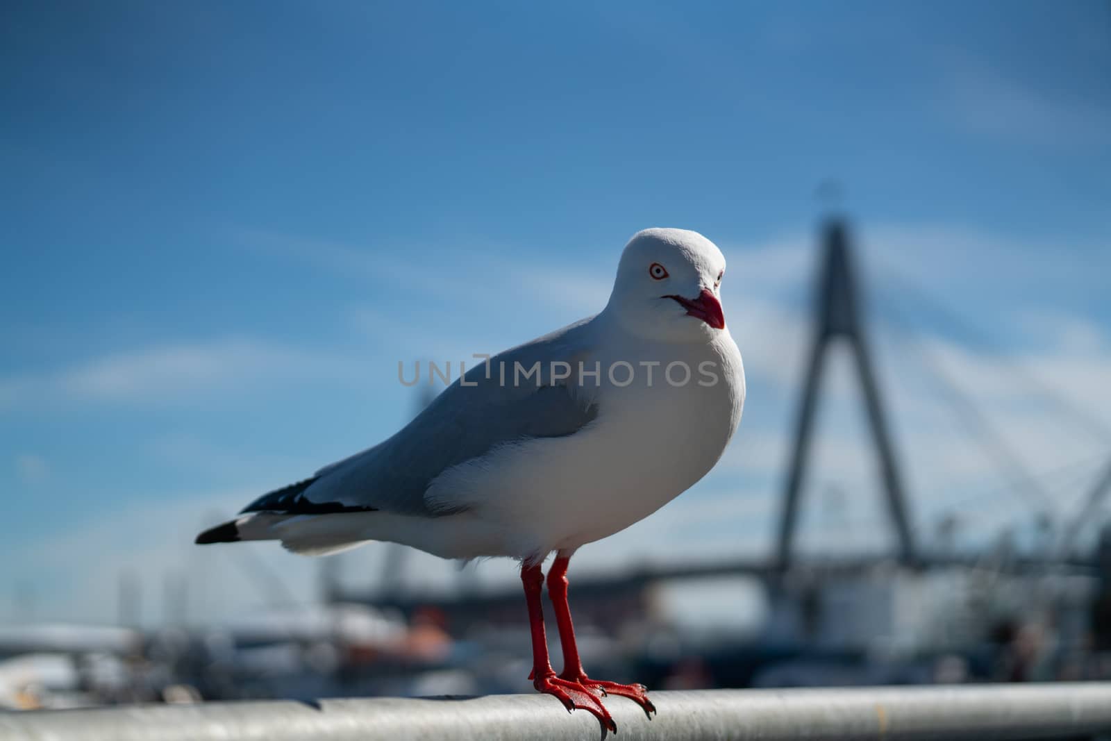 wild Australian seagull bird t at the Sydney coast