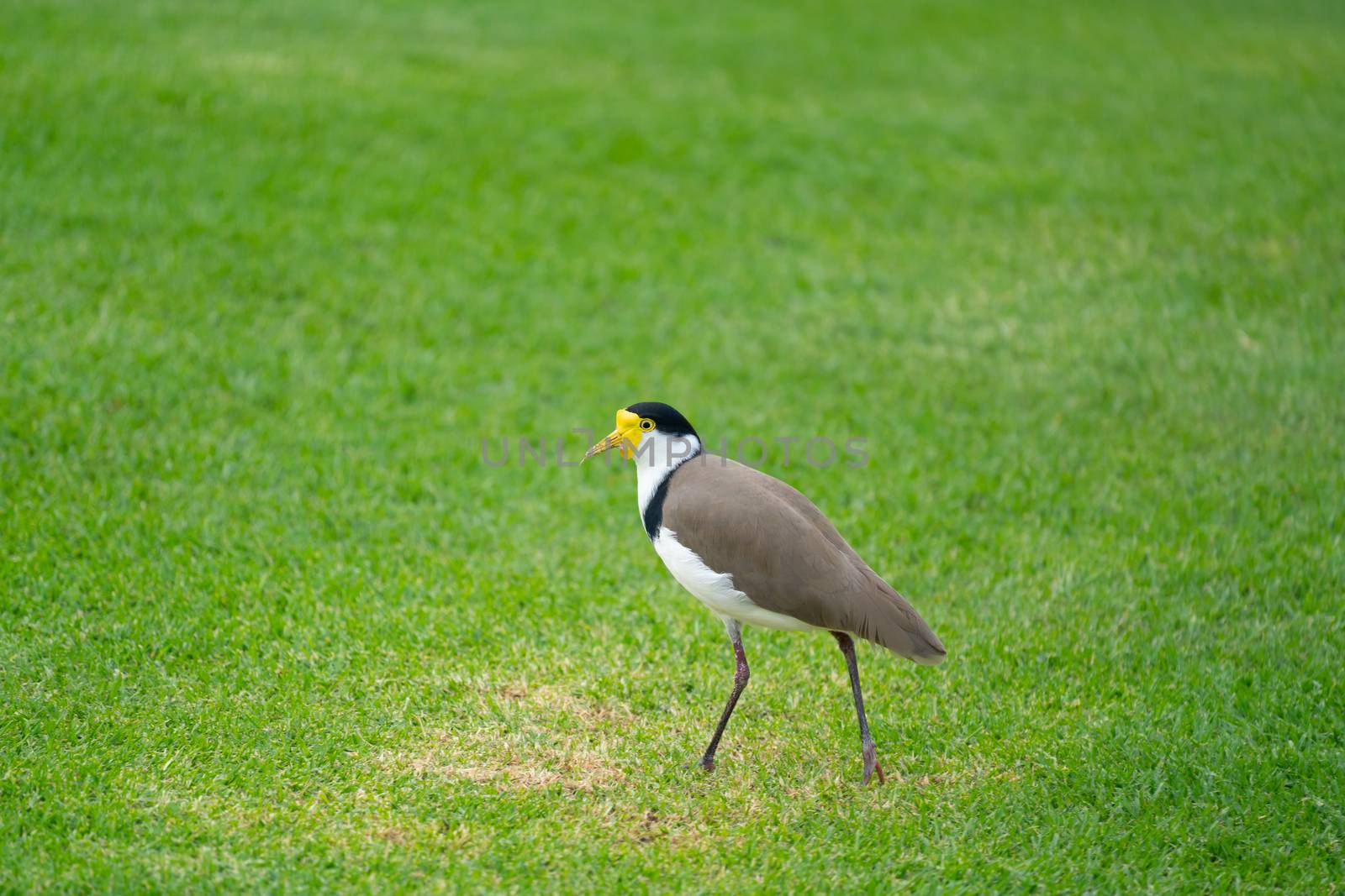 Masked Lapwing ( Vanellus miles ) by anankkml