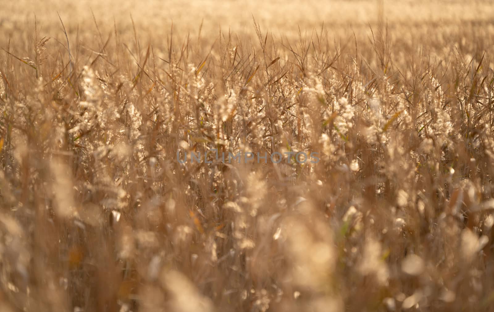 dry grass field at sunset by anankkml