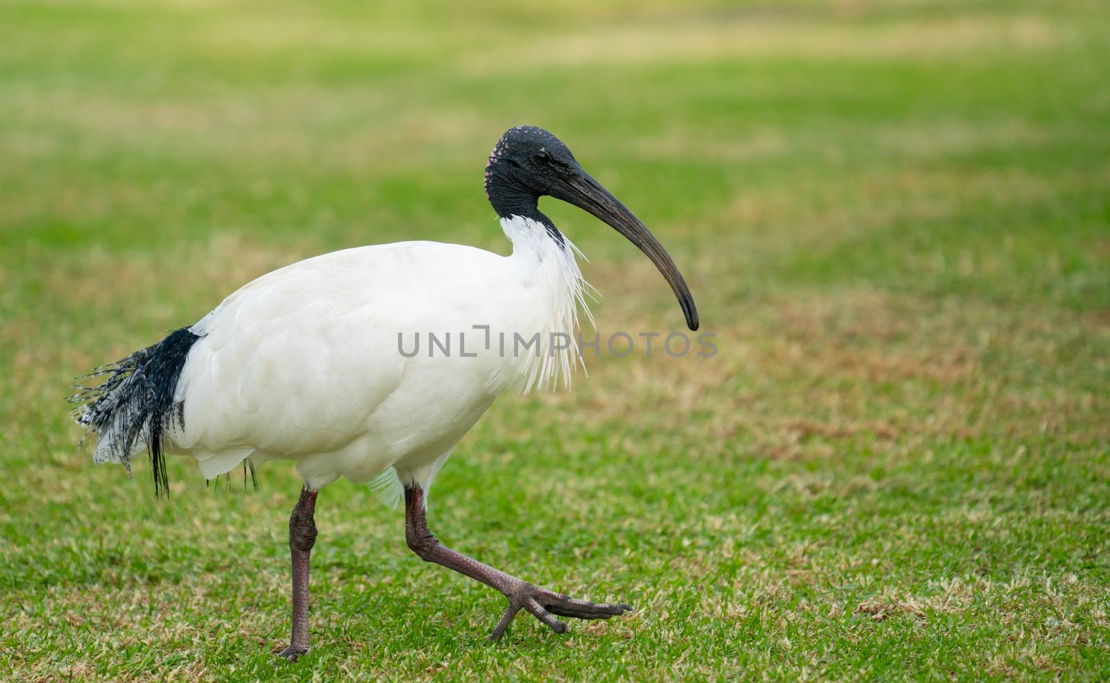 Australian white ibis by anankkml