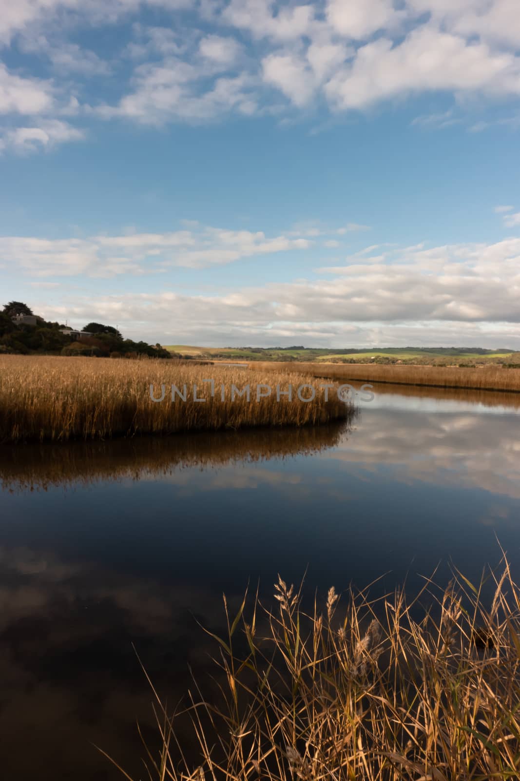 river with golden color grass at princetown wetland by anankkml