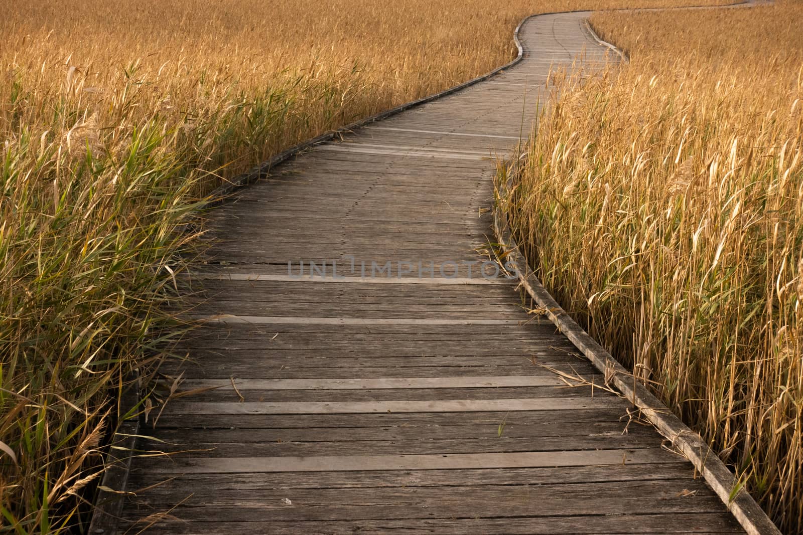 wooden boardwalk passing through  grass  by anankkml