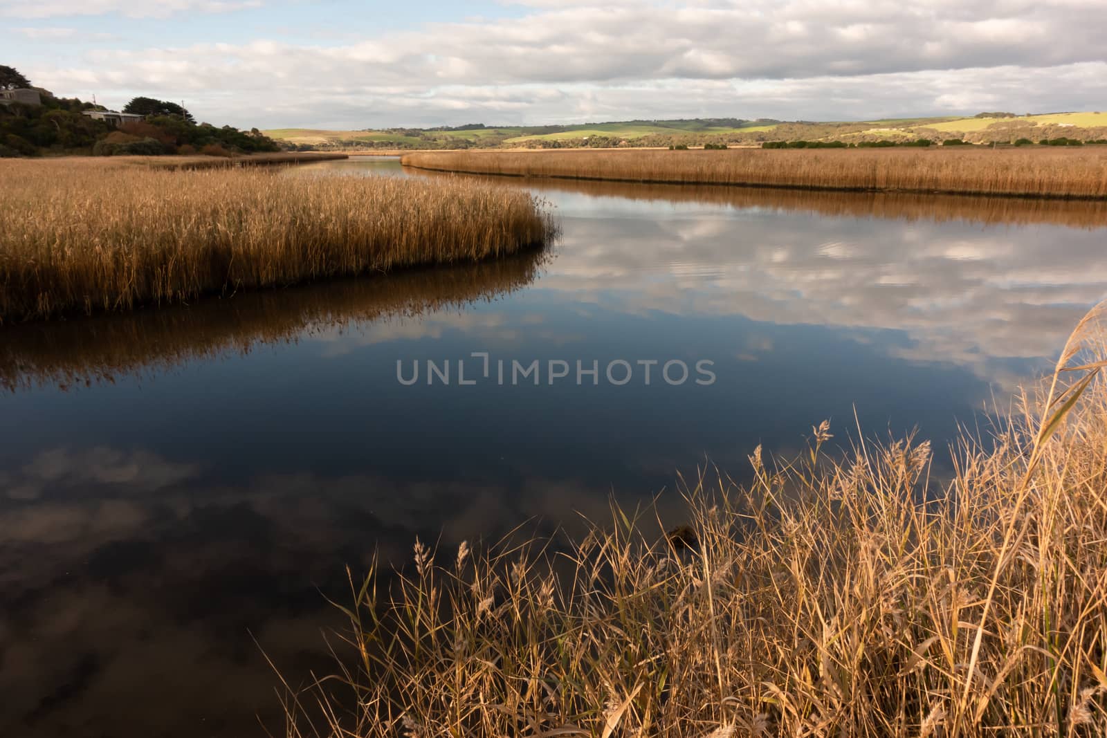 river with golden color grass at princetown wetland australia