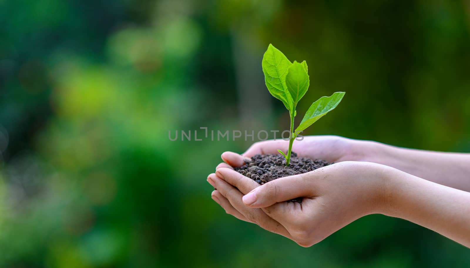 environment Earth Day In the hands of trees growing seedlings. Bokeh green Background Female hand holding tree on nature field grass Forest conservation concept