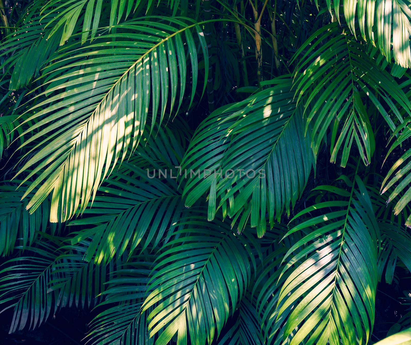 Leaves abstract palm tropical leaves colorful flower on dark tropical foliage nature background dark blue foliage nature by sarayut_thaneerat