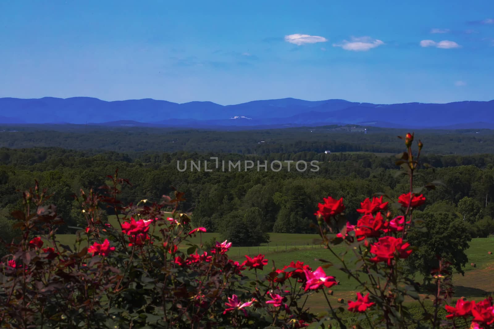 Wide-angle view of the Blue Ridge Mountains in North Carolina in late summer, including Stone Mountain. Blooming red roses provide foreground color.