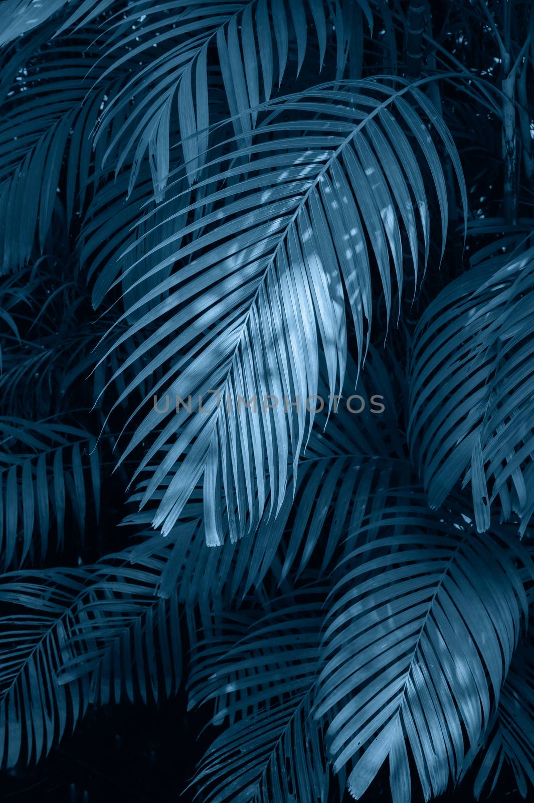 Leaves abstract palm tropical leaves colorful flower on dark tropical foliage nature background dark blue foliage nature by sarayut_thaneerat