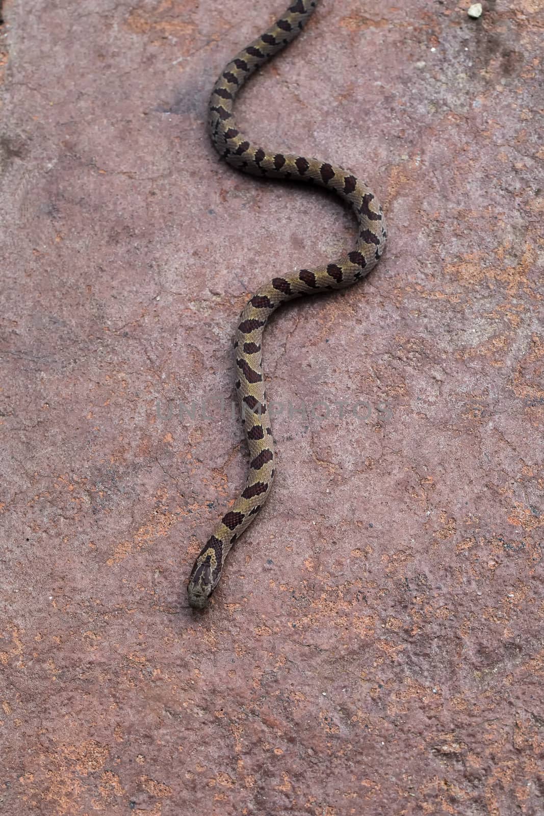 A non-poisonous brown water snake moves in a serpentine path across a stone patio.
