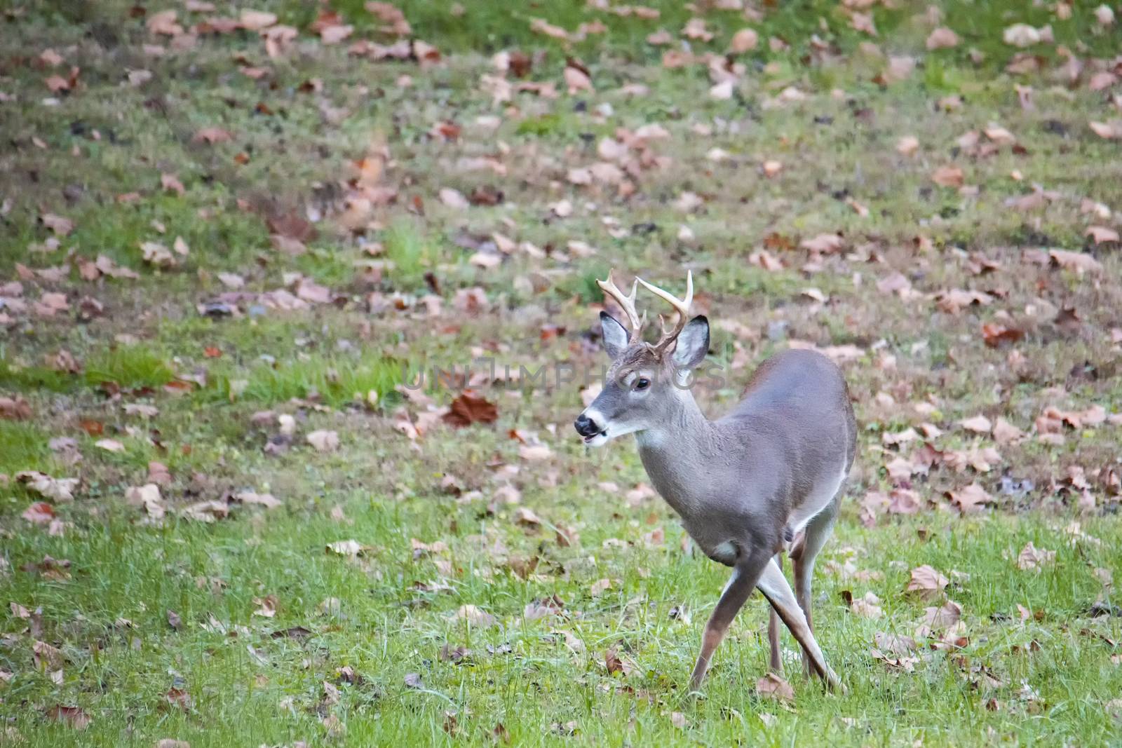 White-tailed deer buck gets legs crossed up.