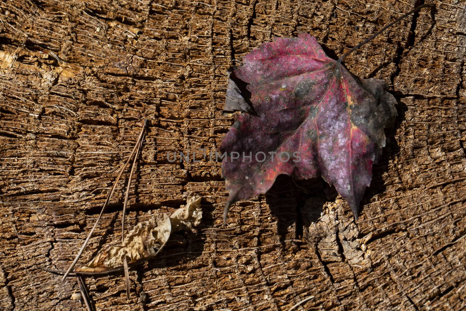 Fallen leaves and pine needle on a tree stump reflect fall colors.