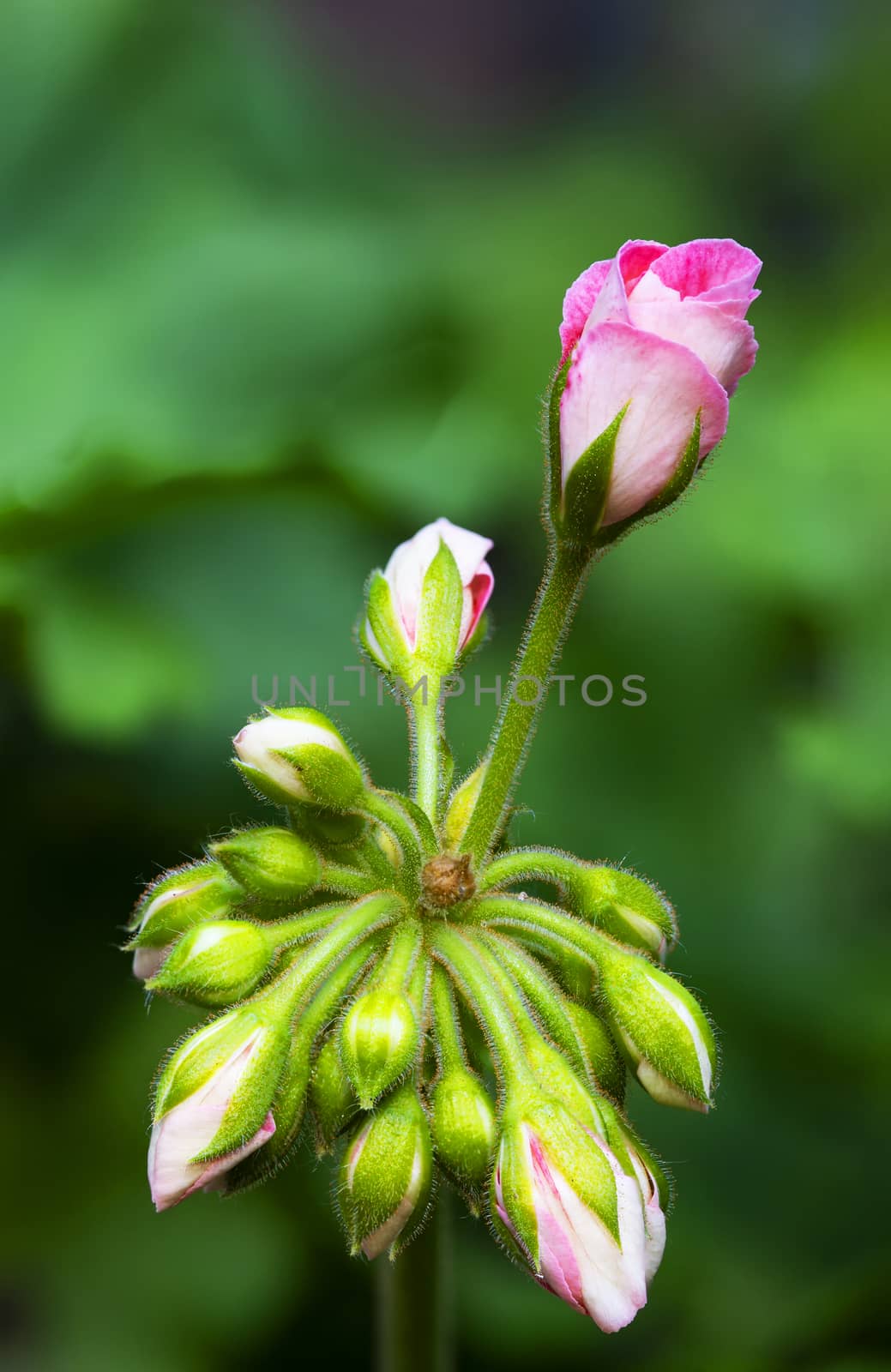 A bunch of pink geranium flower buds, with one in the process of opening.  Multiple images combined using focus stacking.