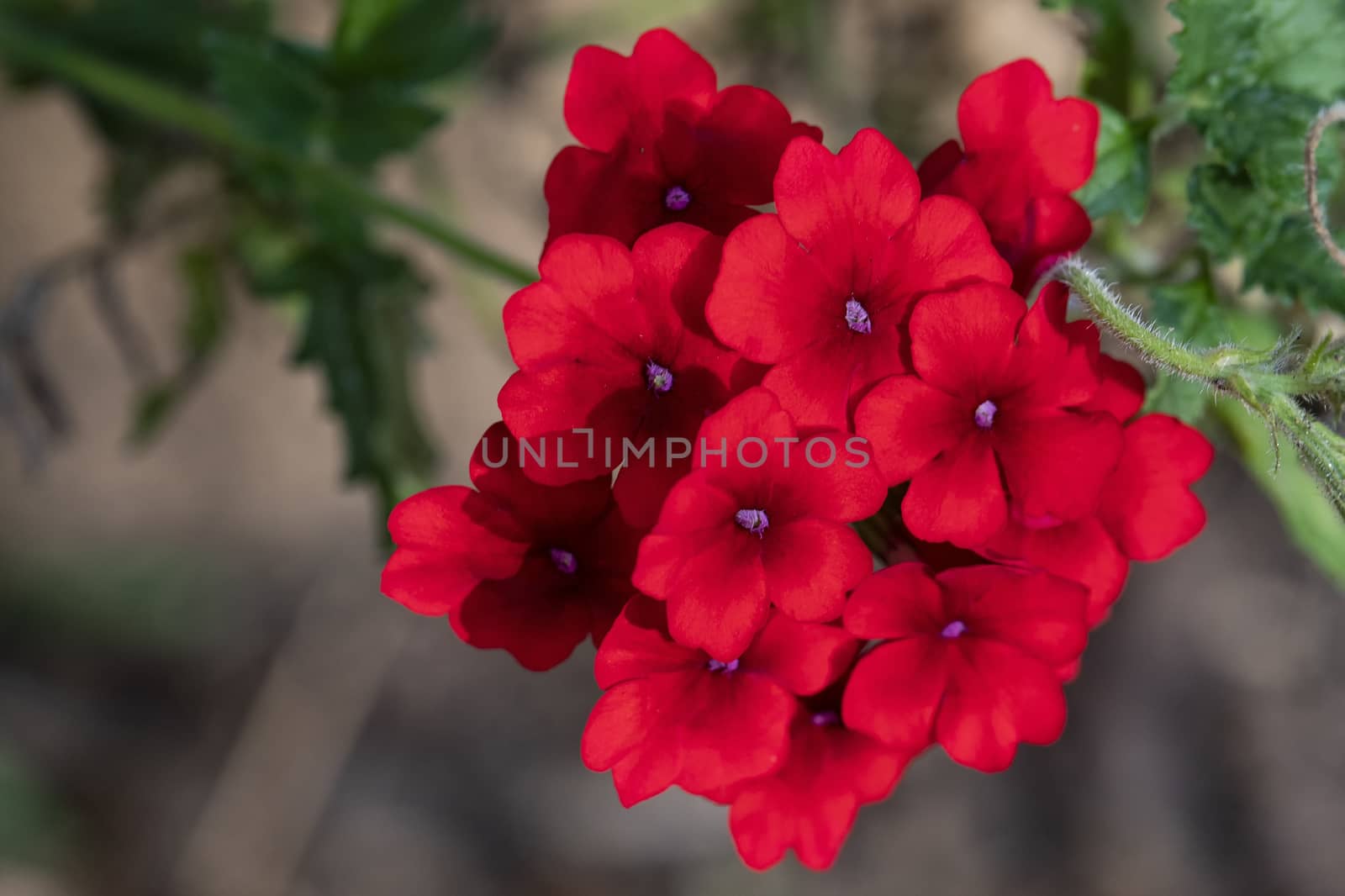 Cluster of bright red verbena flowers with purple centers.