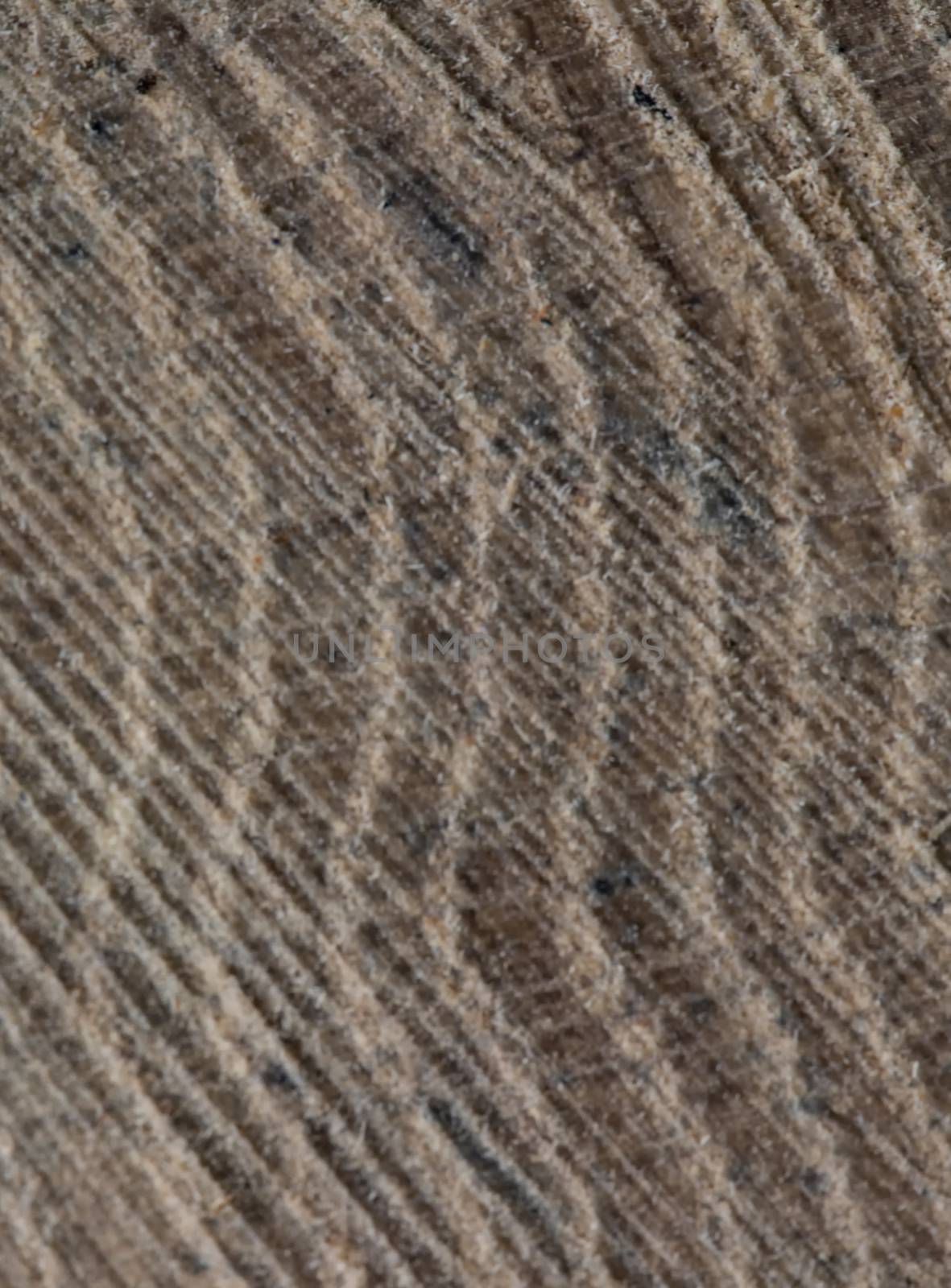 Close-up of Sawn Oak Log by CharlieFloyd