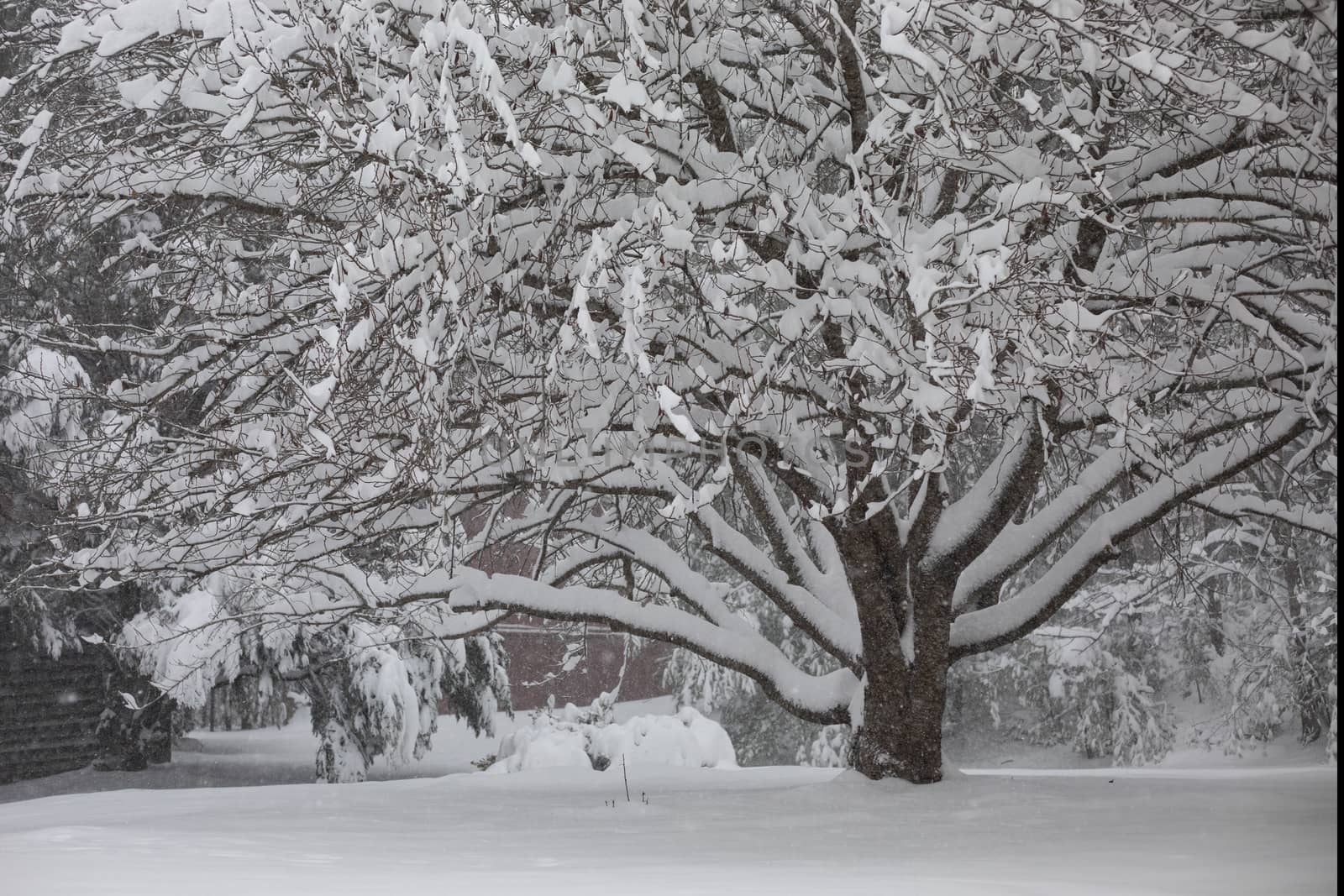 Winter Storm Diego dropped 18 inches of snow on this cherry tree.