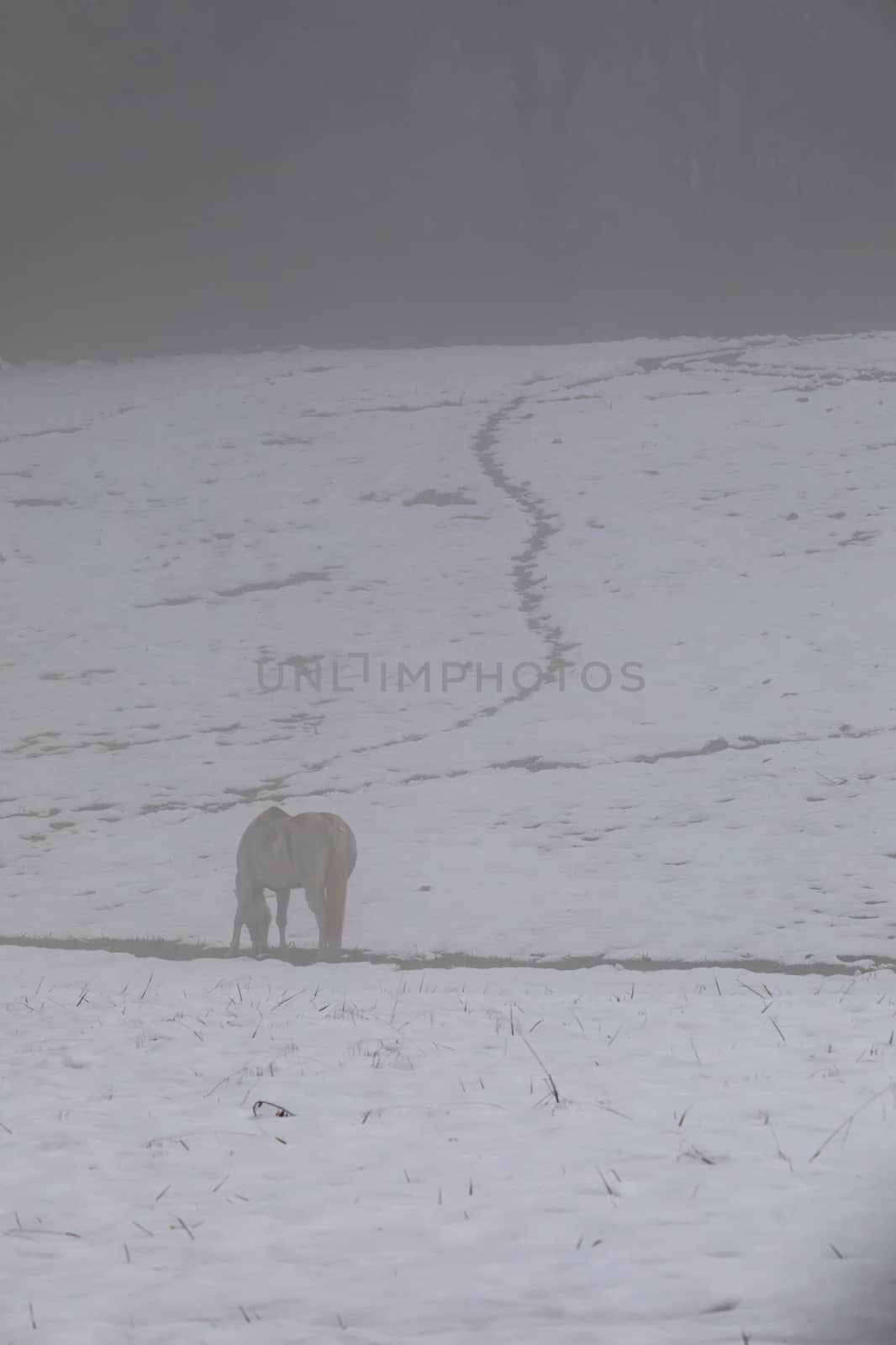 White Horse in Snow and Fog by CharlieFloyd