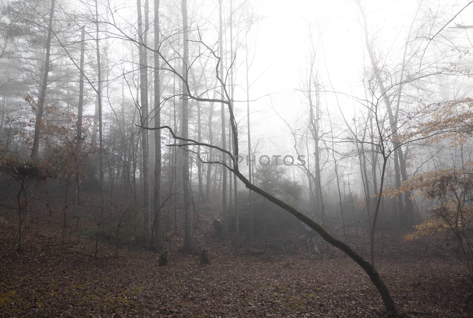 Woodland clearing on a foggy winter morning in January. Ground is covered in fallen leaves and most trees are bare.